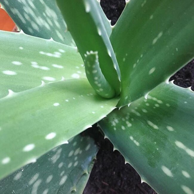 Kruidenzeep Biologische Zeep - 100gr