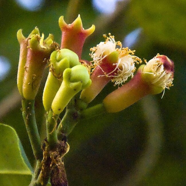 Scrubzeep Tayyibah - Biologische scrub zeep - 100gr