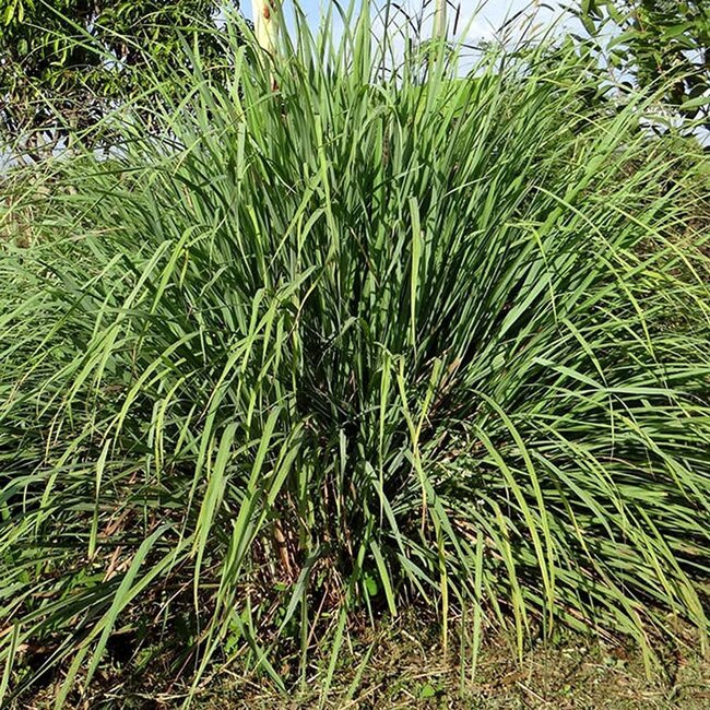 Schoonmaakzeep / Wasmiddel 100 gr