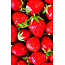 Fruitspread Aardbeien en wilde aardbeien  250g - BIO