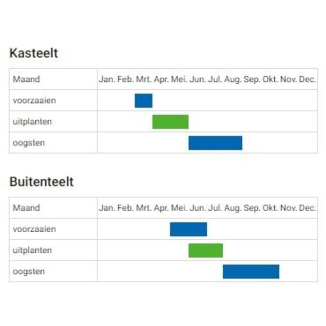 Andijvie 'Nummer Vijf2' - 2g - BIO