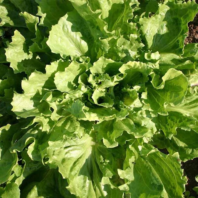 Andijvie 'Nummer Vijf2' - 2g - BIO