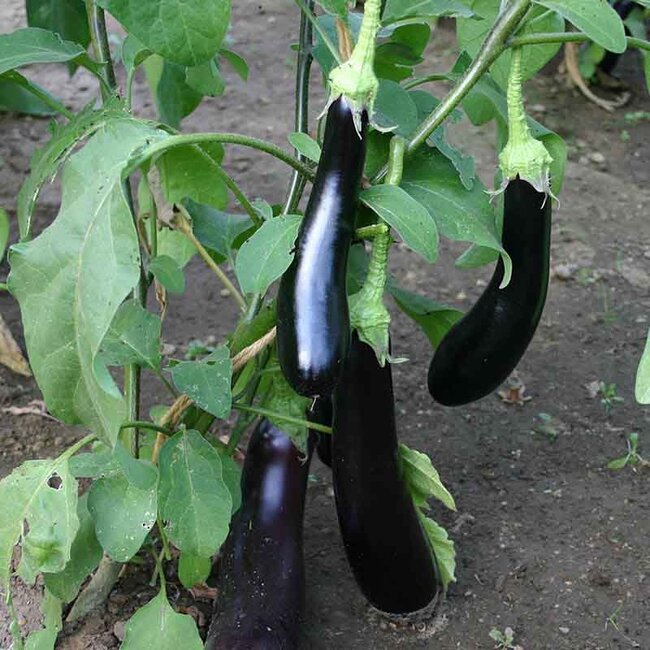 De Bolster Aubergine 'Violetta Lunga 3' - 0,3g - BIO