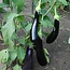 Aubergine 'Violetta Lunga 3' - 0,3g - BIO