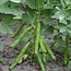 Tuinboon 'Eleonora' - 75g - BIO