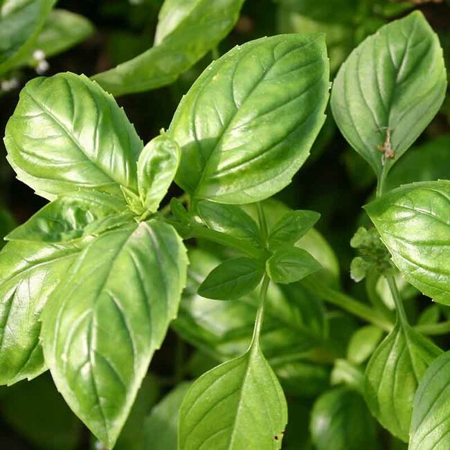 Basilicum ‘Genovese’ - 1g - BIO