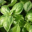 Basilicum ‘Genovese’ - 1g - BIO