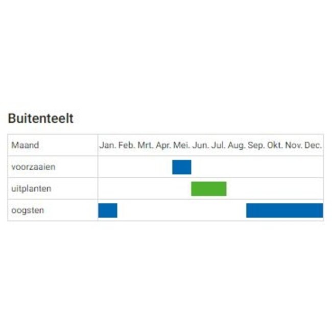 Boerenkool ‘Westlandse Winter’ - 1g - BIO