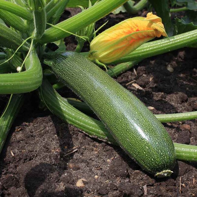 De Bolster Courgette ‘Zucchini’ - 3g - BIO