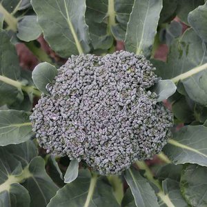 De Bolster Broccoli ‘Groene Calabrese’ - 1g - BIO