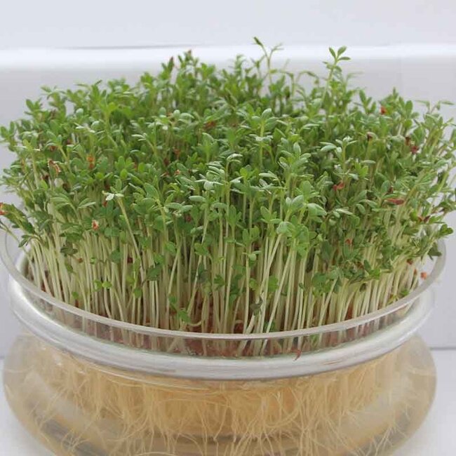 Kiemschaaltje Glas - inclusief RVS rooster