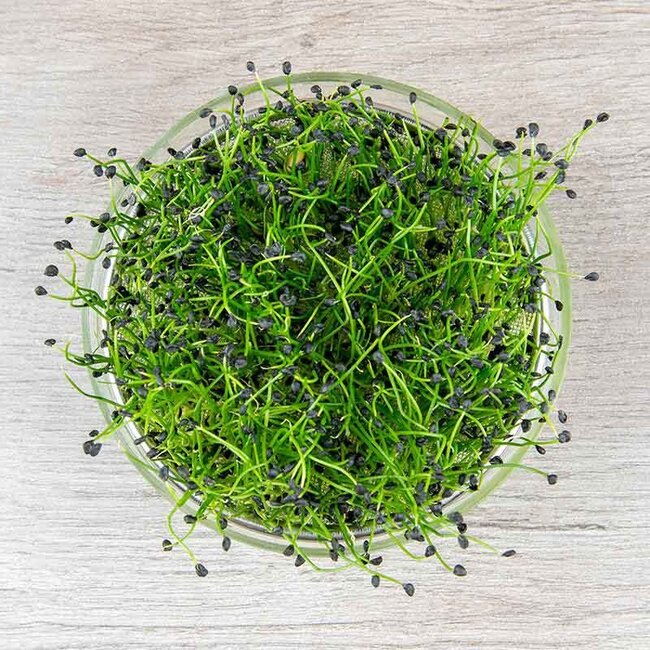 Chinese Bieslook - Kiemgroente - 20g - BIO