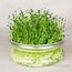 Chinese Bieslook - Kiemgroente - 20g - BIO
