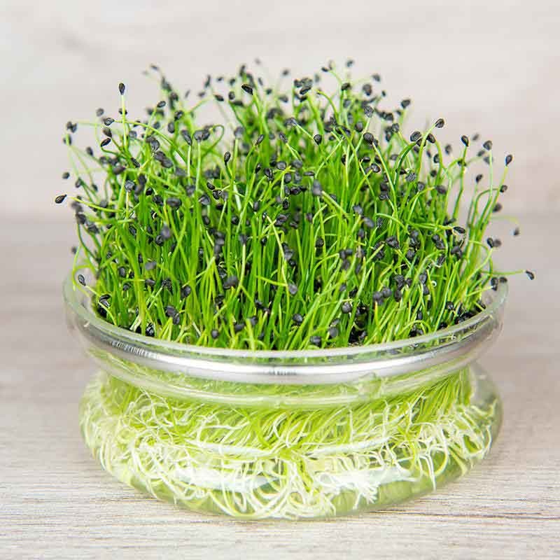 De Bolster Chinese Bieslook Kiemgroente 20g BIO Puur Mieke