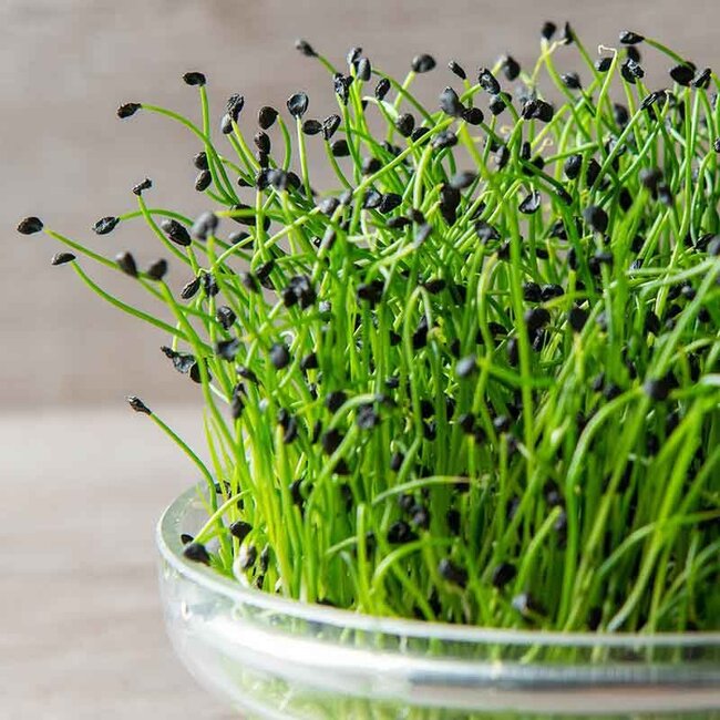 Chinese Bieslook - Kiemgroente - 20g - BIO