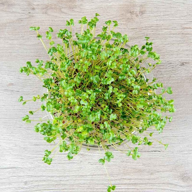 Broccolikers - Kiemgroente - 25g - BIO