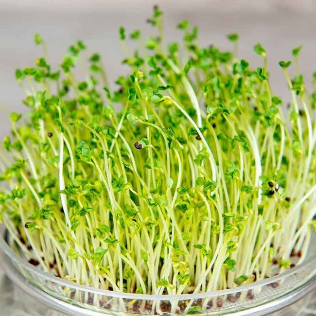 Broccolikers - Kiemgroente - 25g - BIO