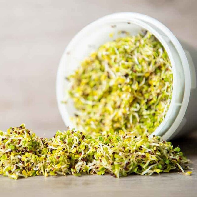 Broccolikers - Kiemgroente - 25g - BIO