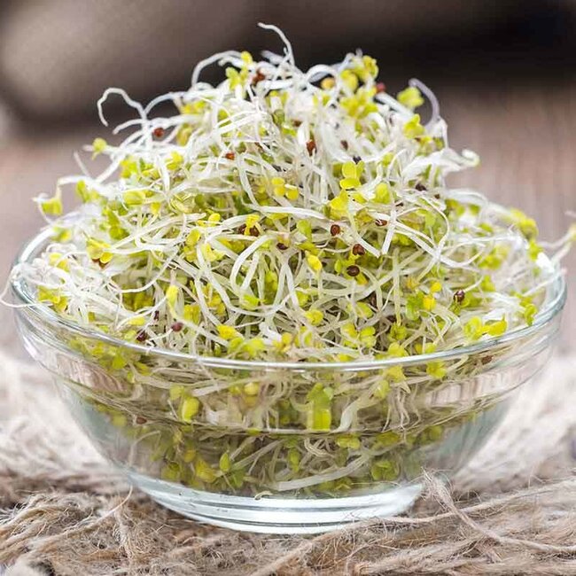 Broccolikers - Kiemgroente - 25g - BIO