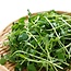 Groene Erwt - Kiemgroente - 50g - BIO