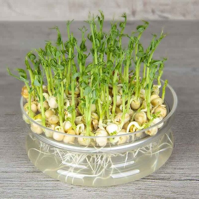 Groene Erwt - Kiemgroente - 50g - BIO