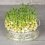 Groene Erwt - Kiemgroente - 50g - BIO