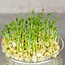 Groene Erwt - Kiemgroente - 50g - BIO