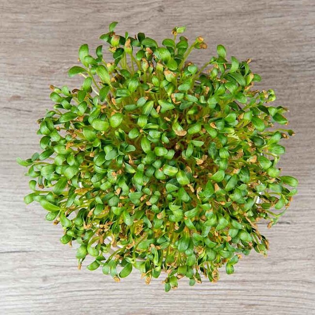 Fenegriek - Kiemgroente - 25g - BIO