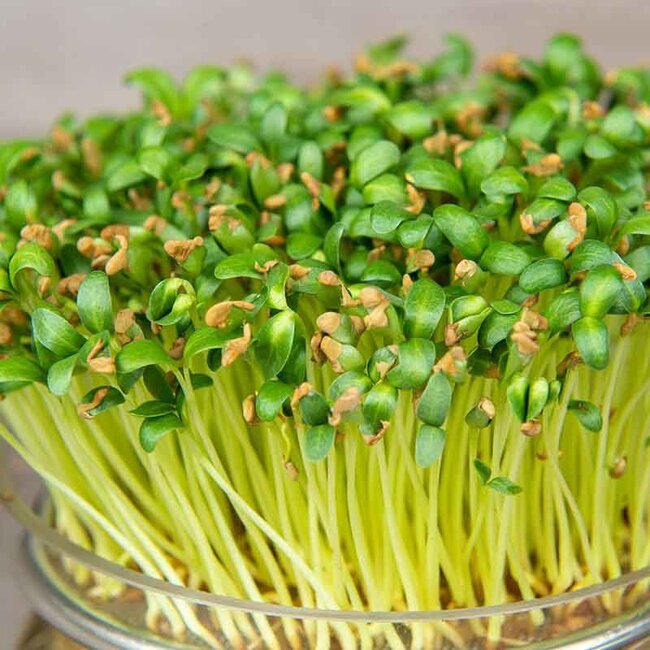 Fenegriek - Kiemgroente - 25g - BIO