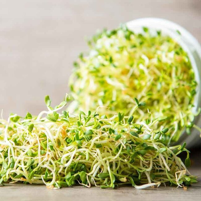 Fenegriek - Kiemgroente - 25g - BIO