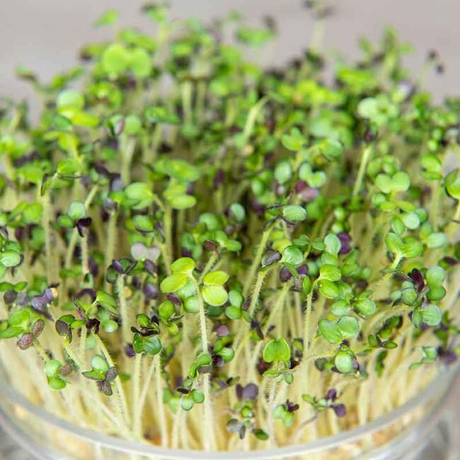 Mosterdkers - Kiemgroente - 50g - BIO