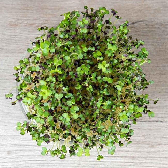 Mosterdkers - Kiemgroente - 50g - BIO