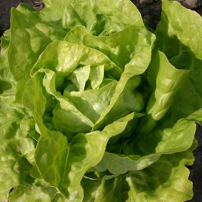 Kropsla ‘Twellose Gele’ - 1g - BIO