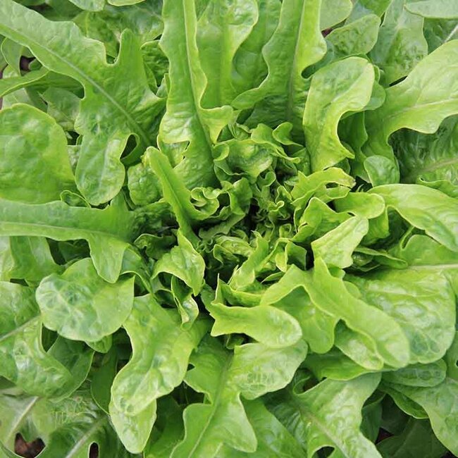 Pluksla ‘Catalogna’ - 1g - BIO