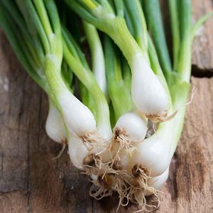De Bolster Bosui ‘White Lisbon’ - 2g - BIO