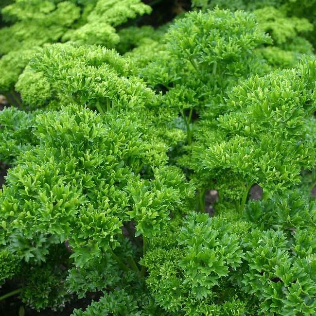 Peterselie ‘Moskrul 2’ - 2g - BIO