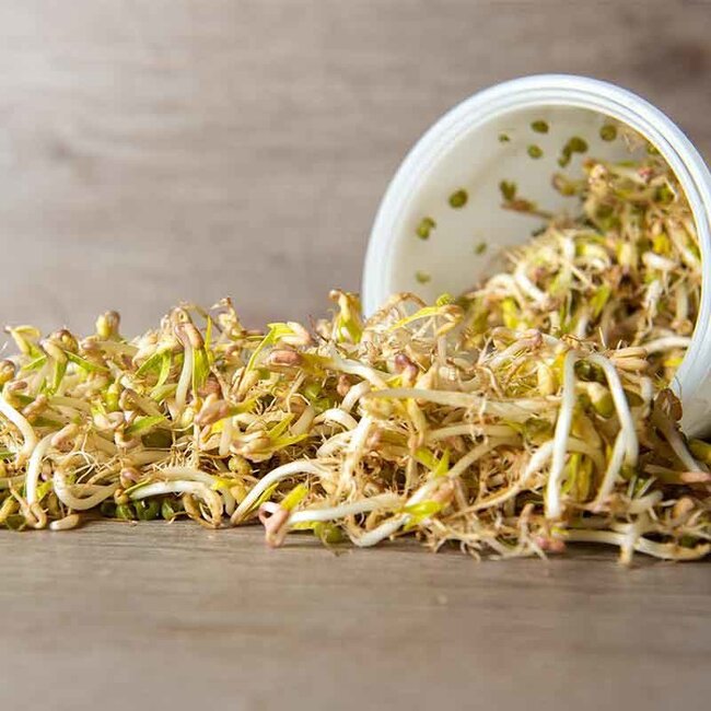 Taugé - Kiemgroente - 25g - BIO