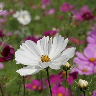 De Bolster Cosmea - Gemengd - 2g - BIO