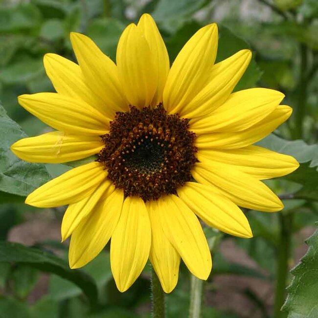 Zonnebloem - Middelgroot - 2g - BIO