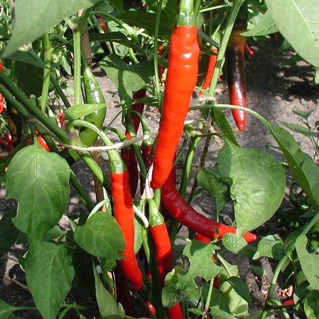 Peper 'Westlandse Lange Rode' - 0,3g - BIO