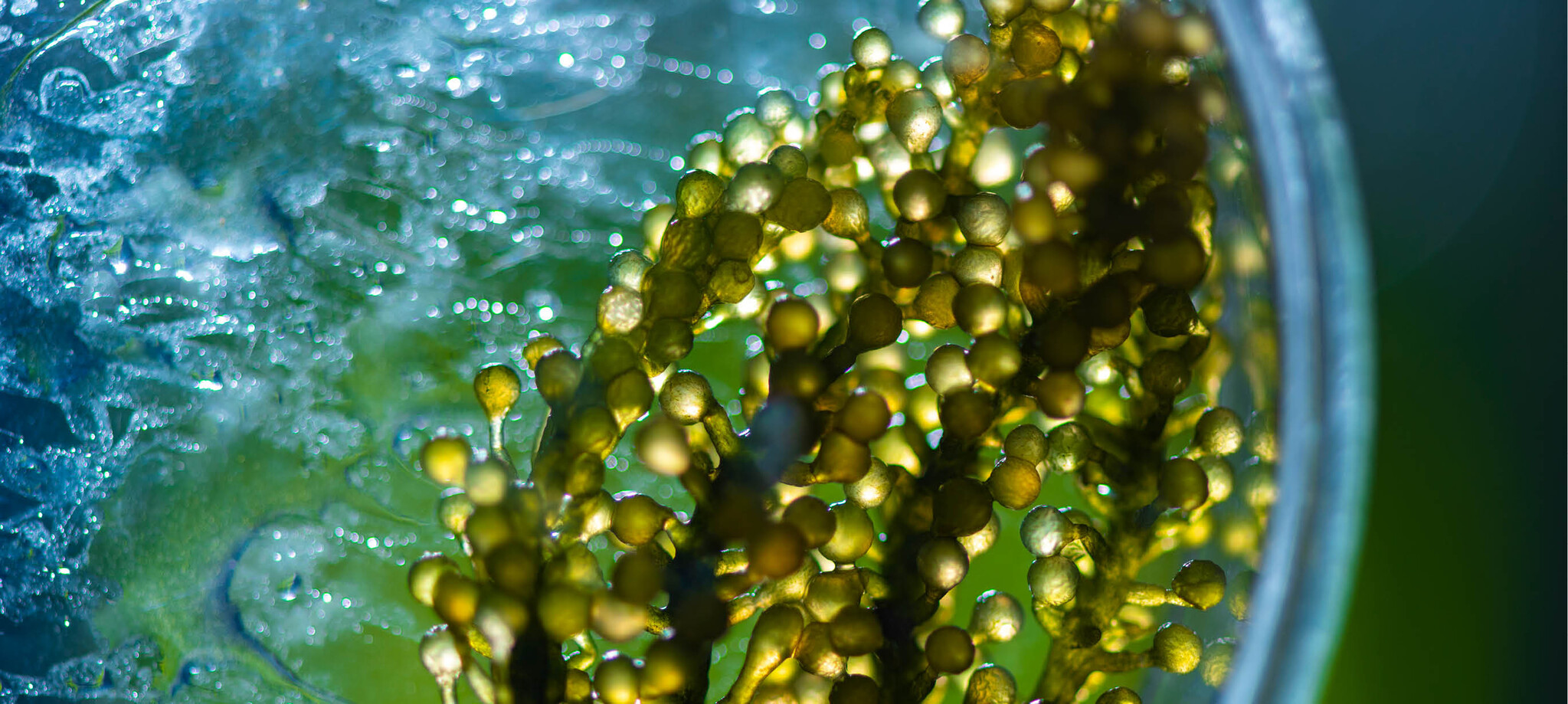 Algenolie: De groene kracht van de oceaan 