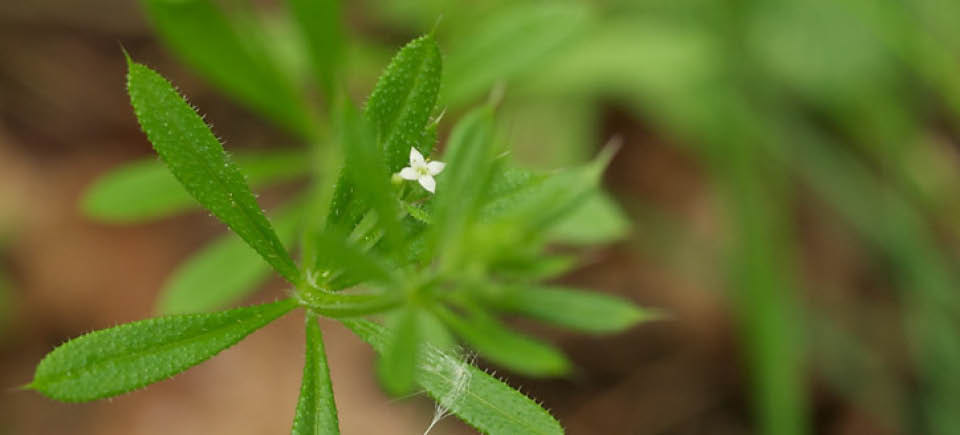 Kleefkruid: een bijzondere plant uit de natuur