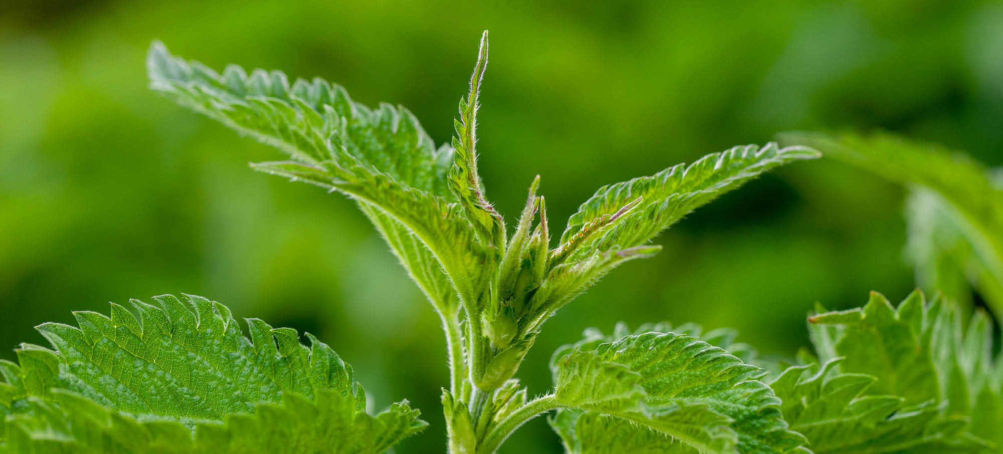 Brandnetel: een verrassend voedzame plant