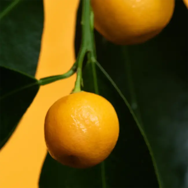 Handzeep - Petitgrain & Jasmijn - 473ml