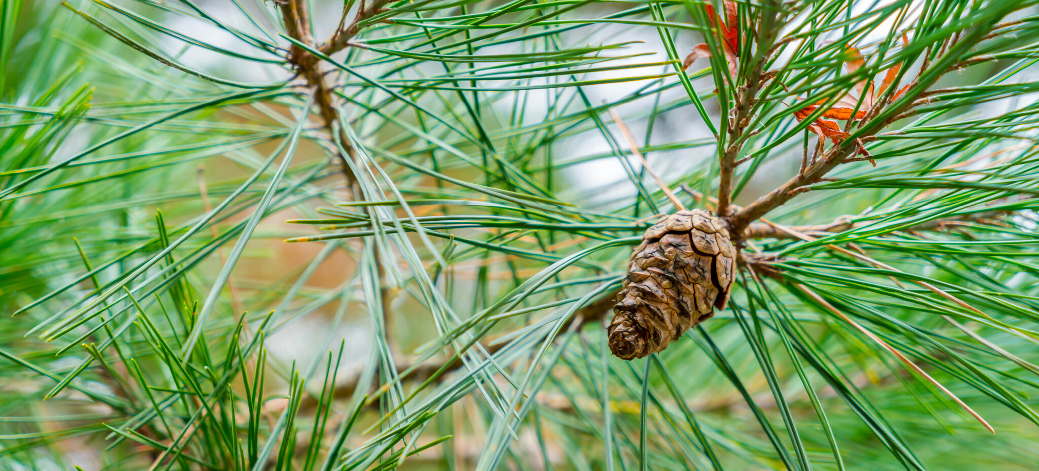 Dennennaalden thee: werking binnen kruidentradities