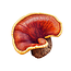 Reishi - Organische Paddenstoel - 60caps - BIO