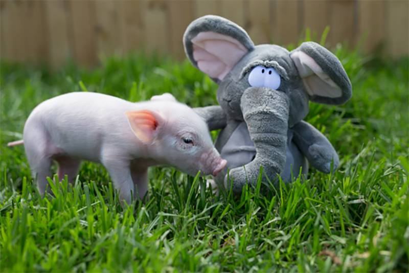 Een knuffel is het beste medicijn voor deze dieren