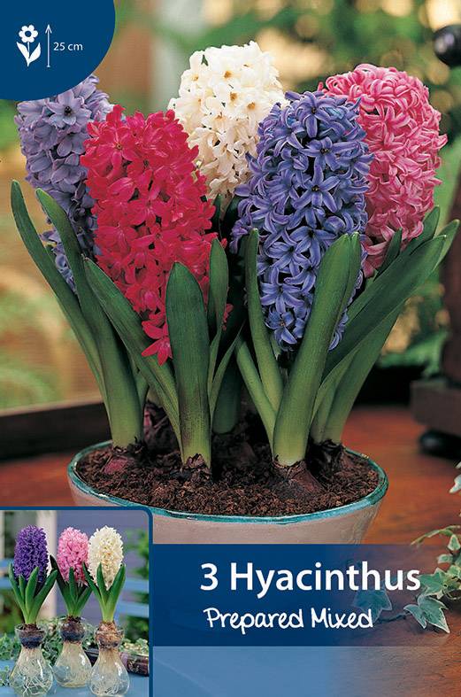 Prepared Hyacinth Mixed (for indoor flowering) Bulbs4you