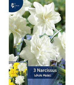 Нарцисс уайт лион фото и описание