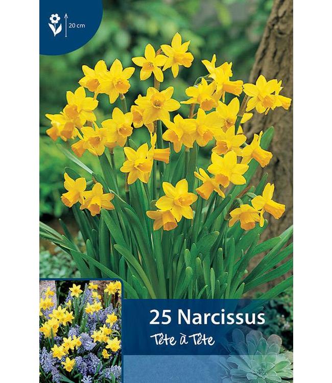 Narcissus Tête à Tête